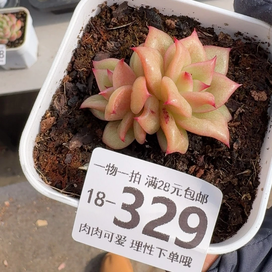 蔷薇无盆土发货无