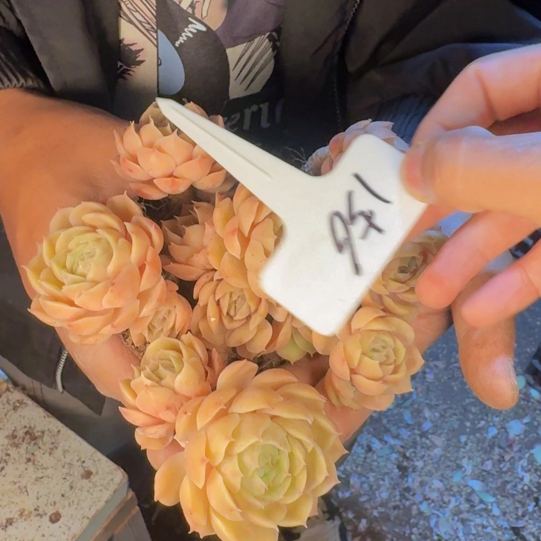 多肉植物的生长发育与