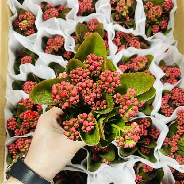 【红颜 9cm盆】重瓣大花 0℃地区请拍保温，不拍冻坏不赔