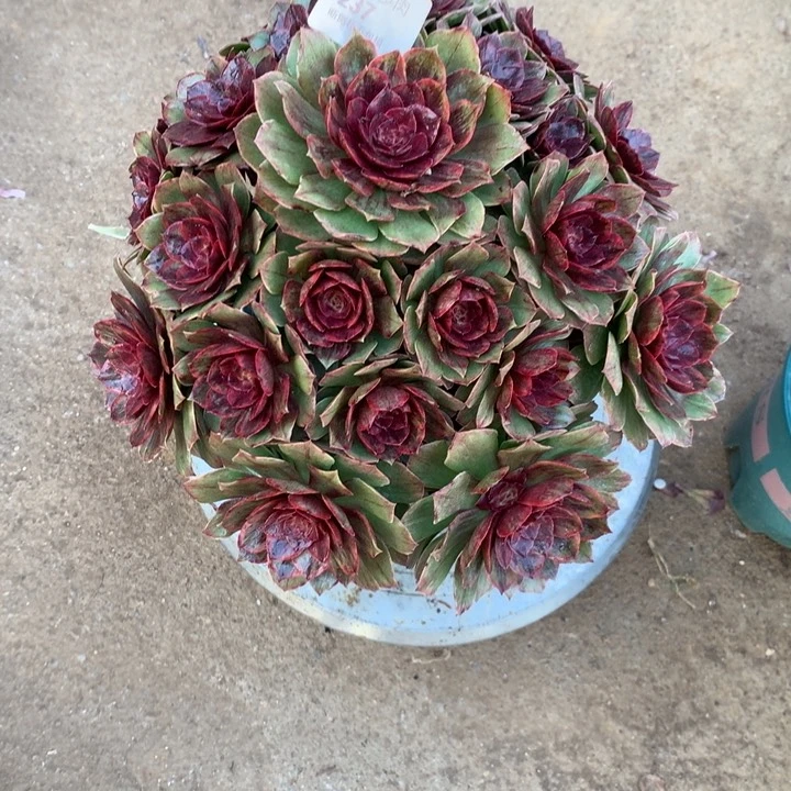 雪***心237红丝绒多肉植物