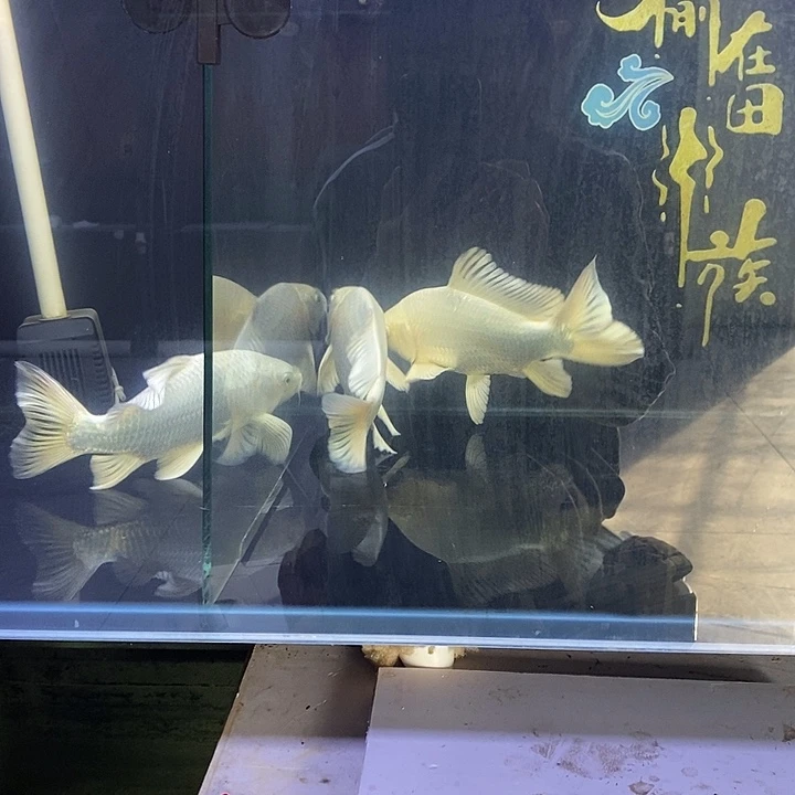 海水鱼蝴蝶鲤普身