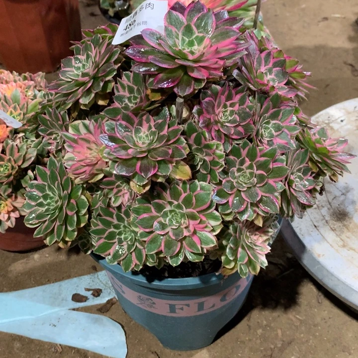 486孔雀翎多肉植物特价