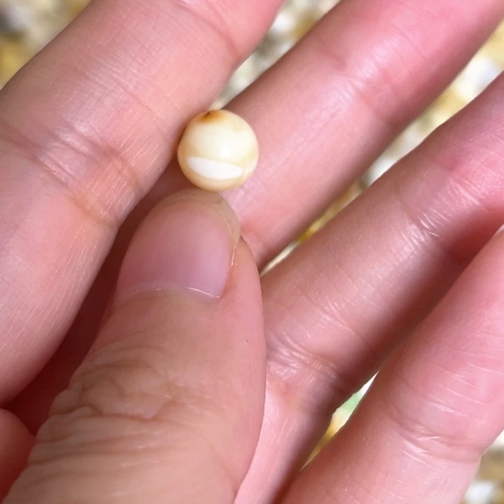 未镶嵌蜜蜡裸石8.1mm一个