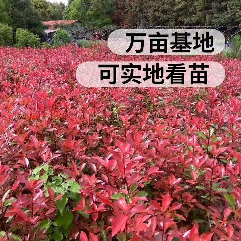 红叶石楠绿化苗彩色苗杯苗庭院别墅绿篱行道苗常年供应各种工程苗