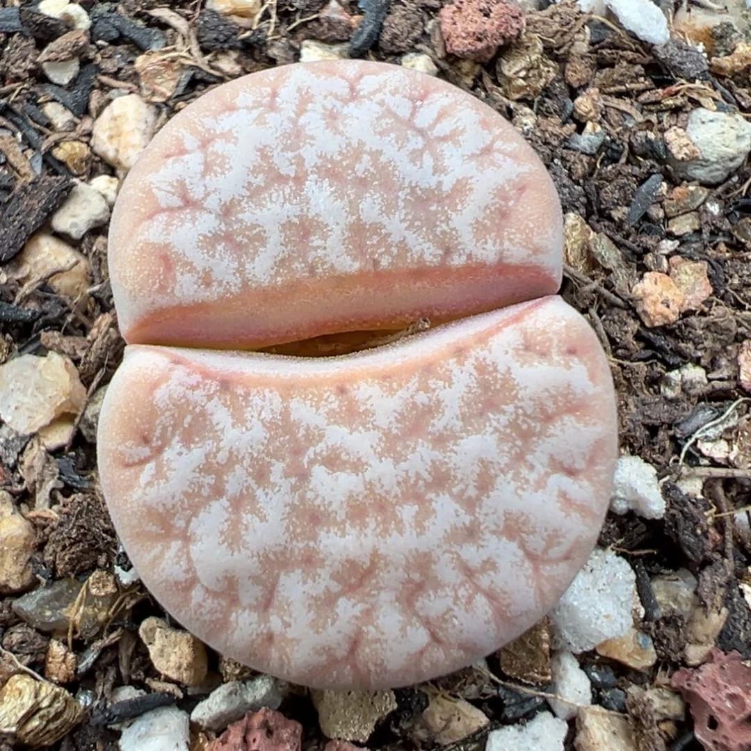 10.31好看的多肉脱土发货082