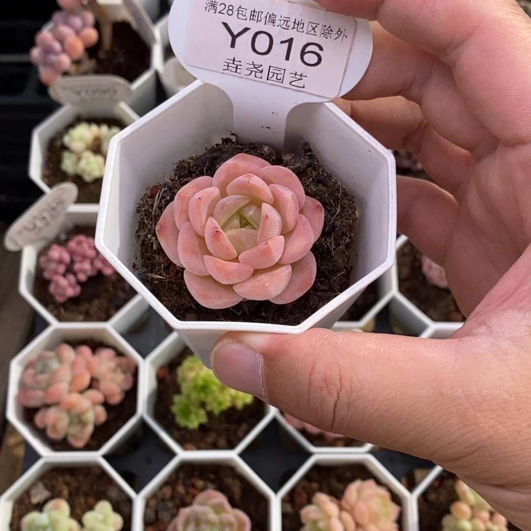 0016 梦幻芭比 4cm