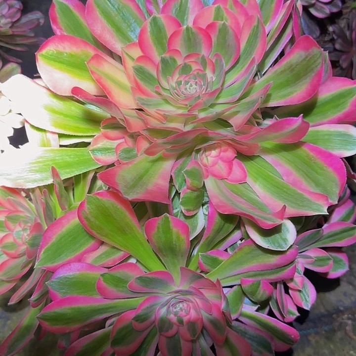 遇*.粉女郎捧花特价福利33