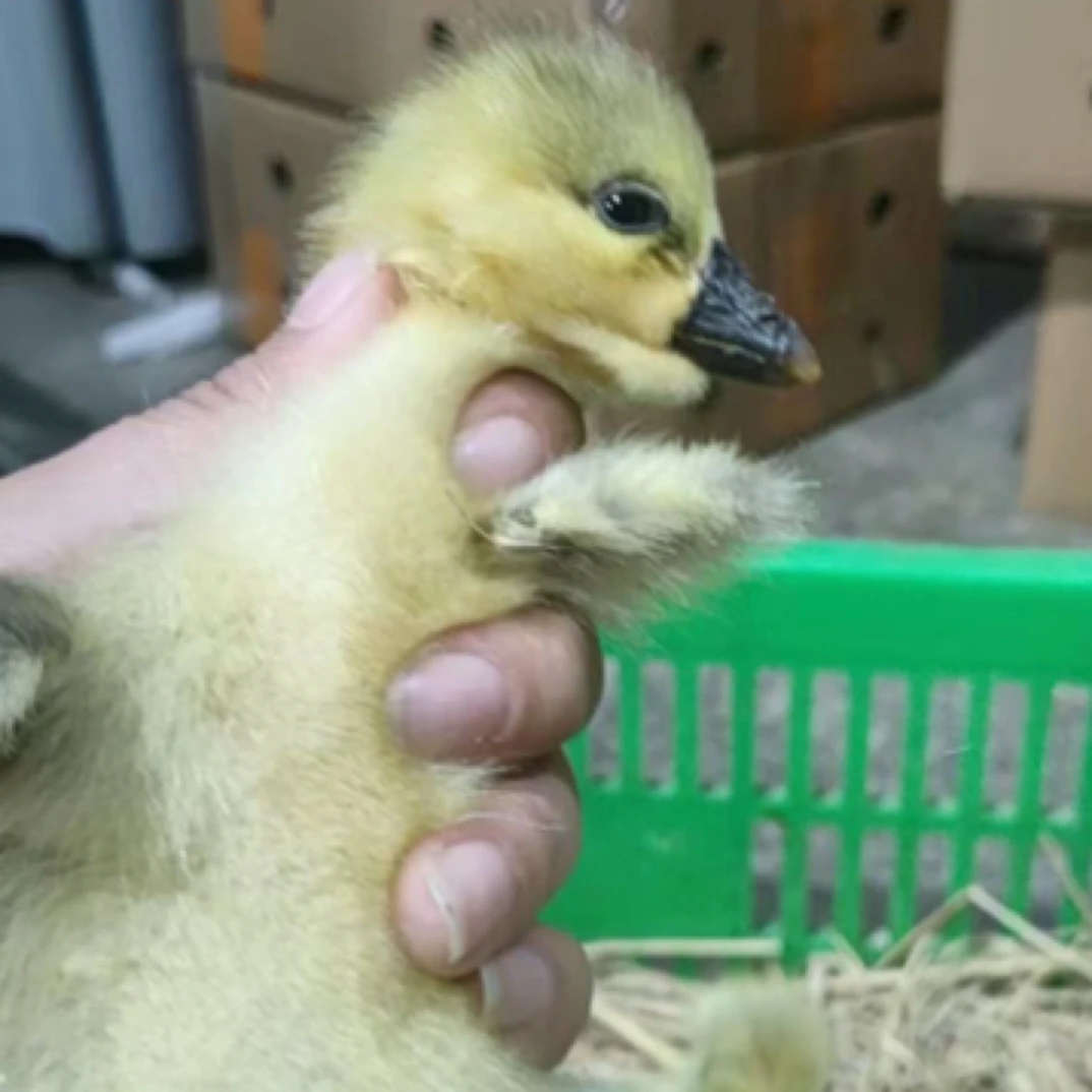【2只装】灰色特大种狮头宠物鸭鹅活体顺丰包邮