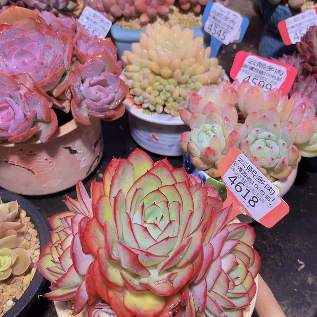 4618牡丹亭多肉植物