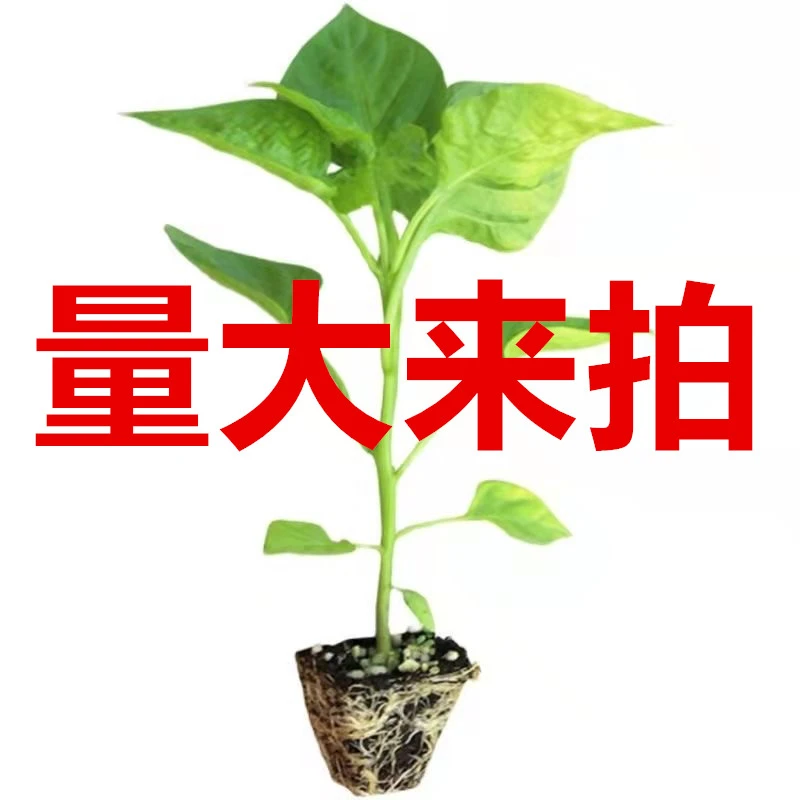 【量大拍此链接】高产辣椒苗紫长茄苗西红柿苗蔬菜秧苗带土发货