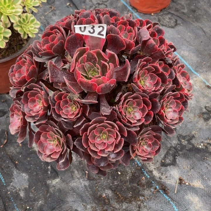 32老庄多肉法师爱神