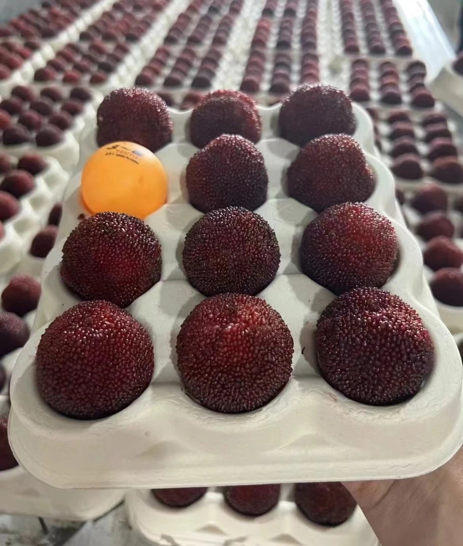 正宗仙居东魁杨梅 9A30g-38g以上送礼首选产地直发