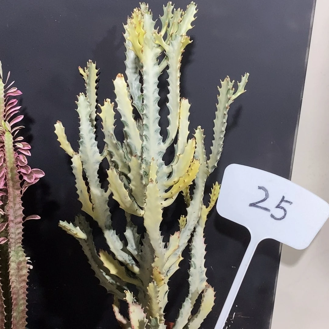 无花朵白龙骨一物一拍