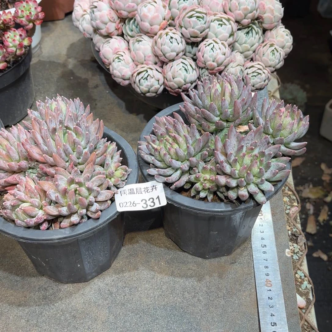 丁**丁同温层多肉炫彩星331两颗