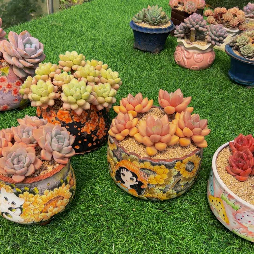 乐***妈单独四个盆的价格