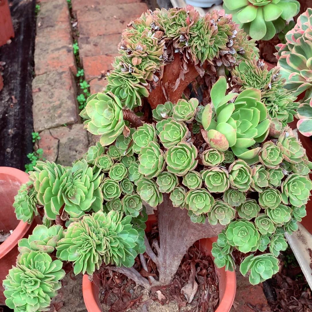 万缀朵朵，带飘枝不包损