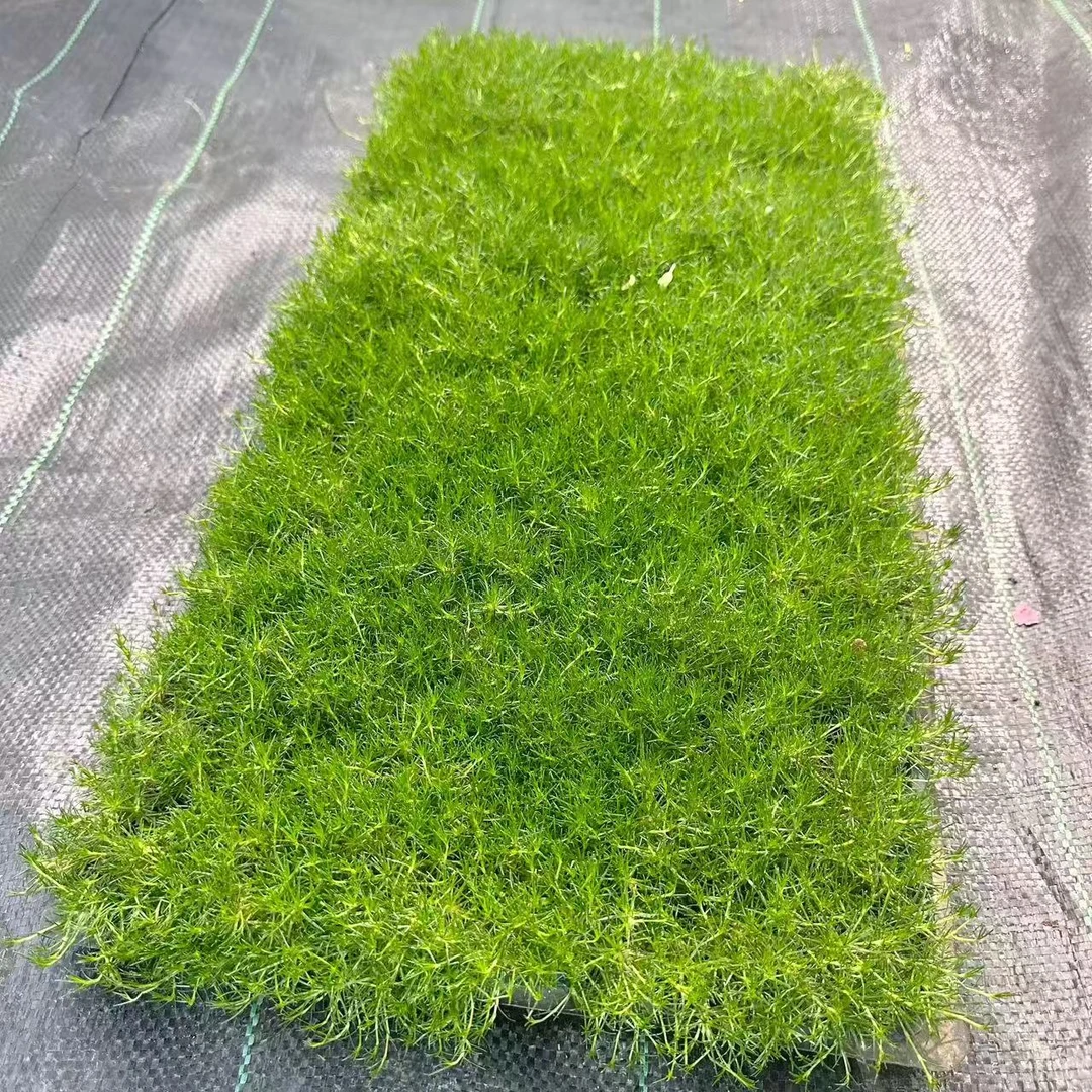 基地直发珍珠草爱尔兰苔藓草穴盘观赏草开花草坪耐寒耐旱