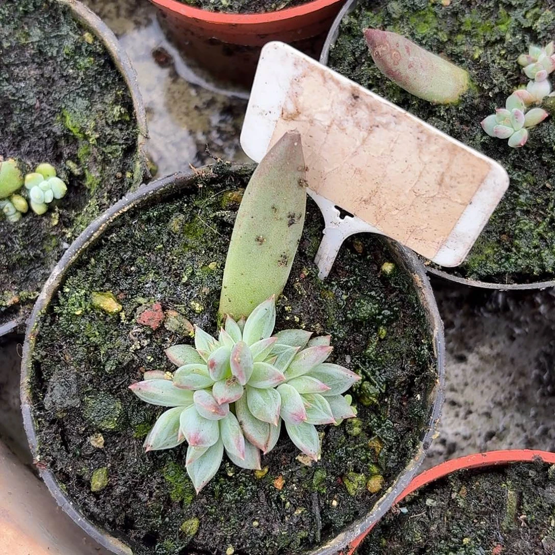 紫荆美人1234567890112