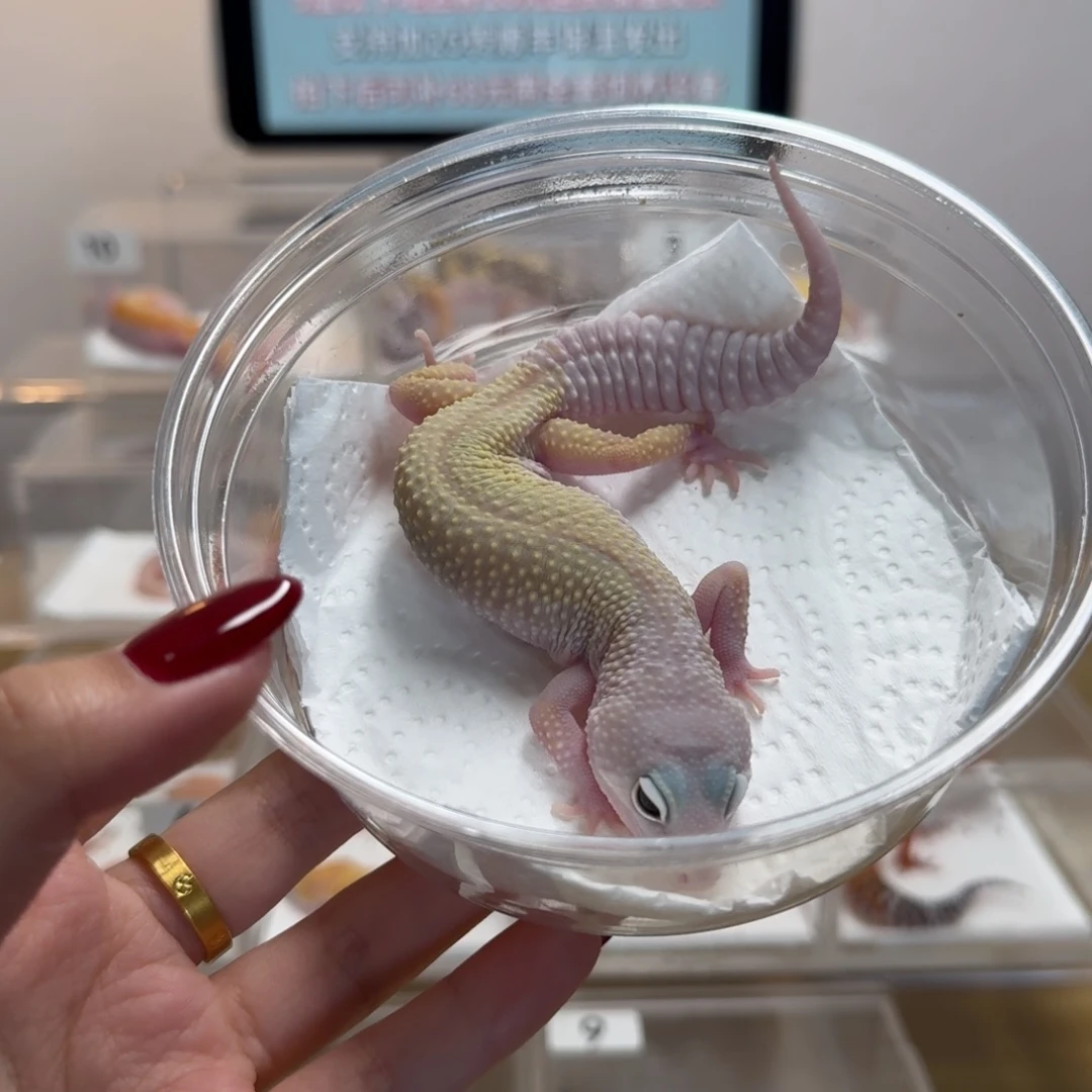 豹纹守宫暴风雪妹妹