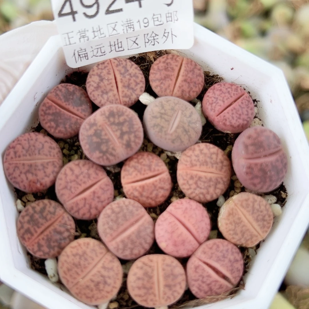 4924 好养易活生石花大母本