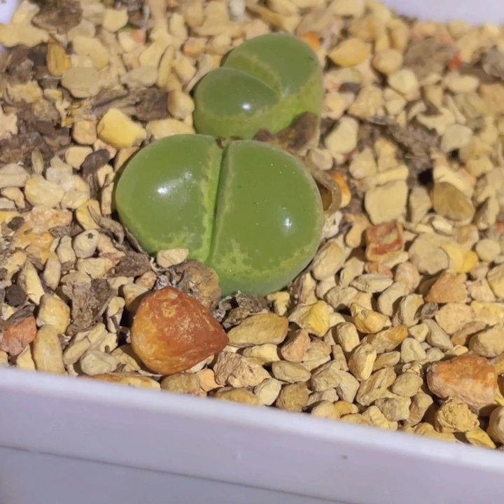 48888888888588888688888