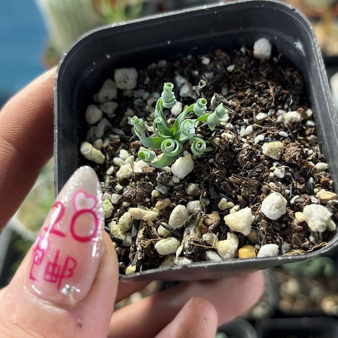 贵妃弹簧草单头发货