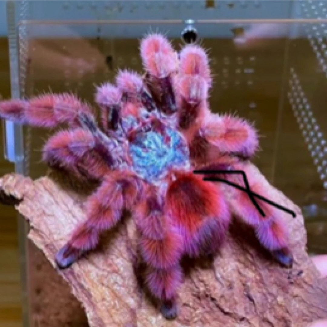 油彩粉红趾温顺艳丽经典粉趾