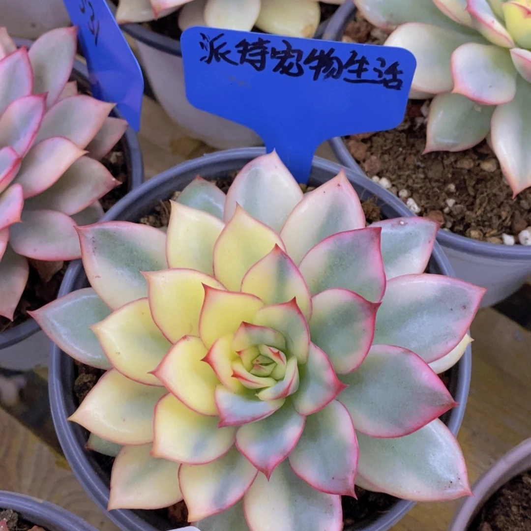 双十一晚间场，11.10