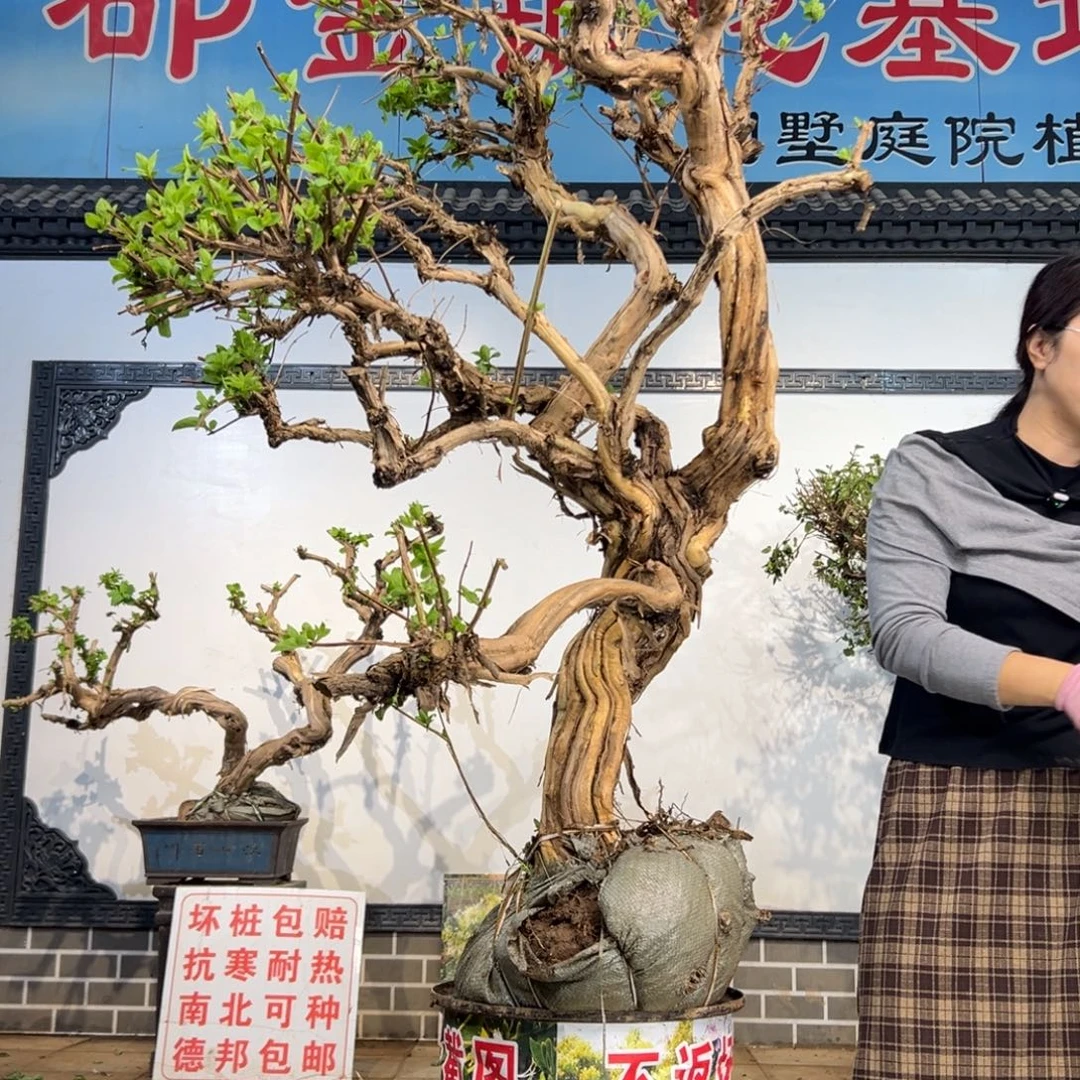 完全开放金银花8888