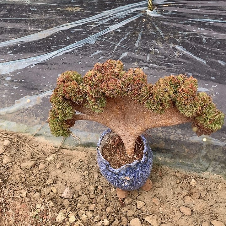 万缀化脱土发货啊