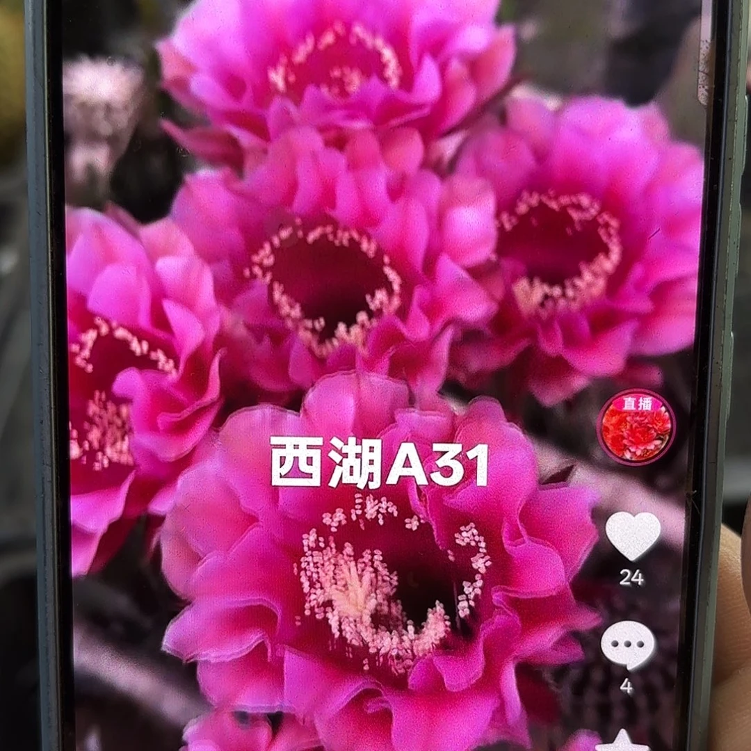 A31无根侧牙四公分9