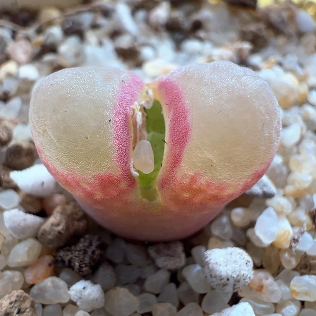 310优选1777胭脂扣