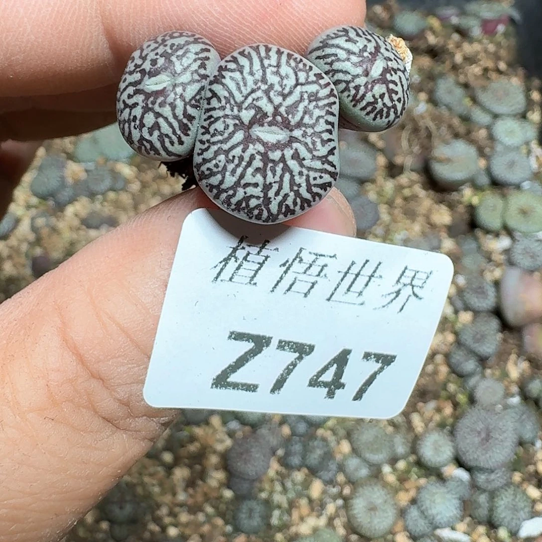 747号多肉植物哇f f