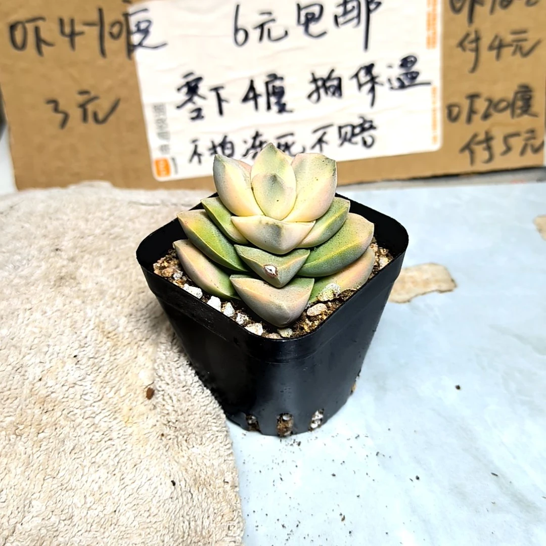 满6元包邮，#记之春锦114号