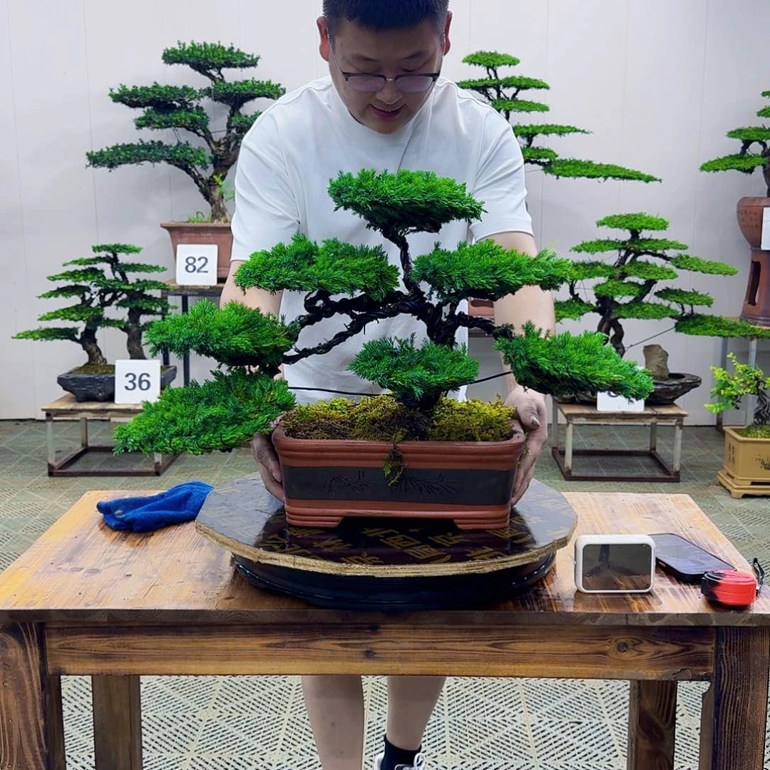 无花朵柏树造型盆景带盆