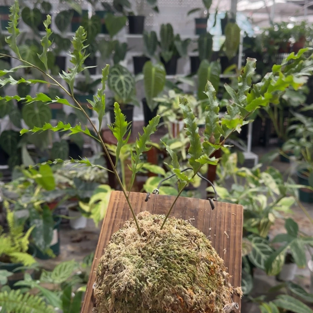 完全开放板植缀化蕨