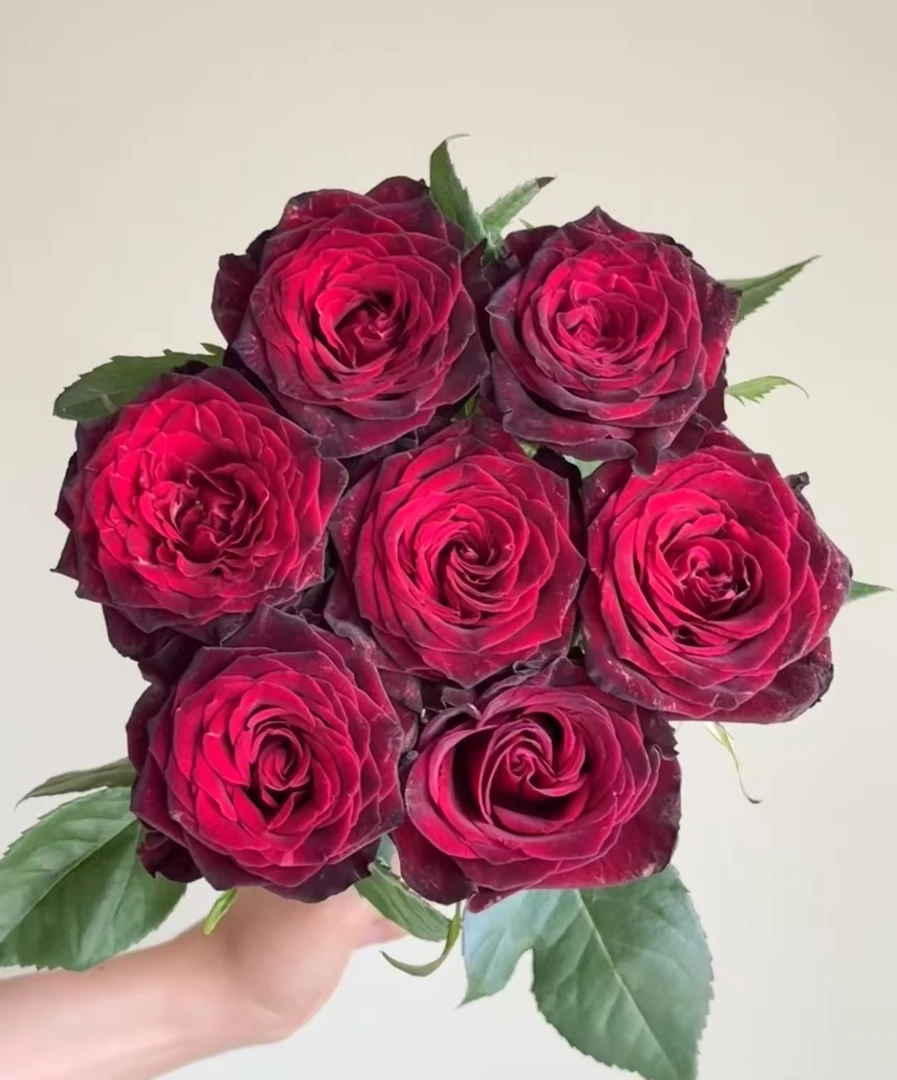 【黑巴克单头玫瑰】新鲜采摘玫瑰花花束云南基地鲜花直发家用鲜花