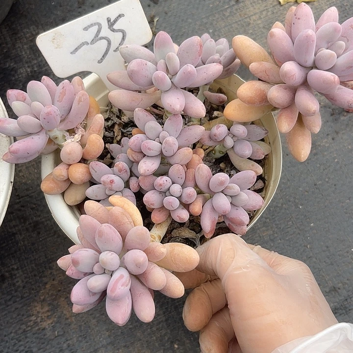 两单包邮，一物一拍，35粉色恋人