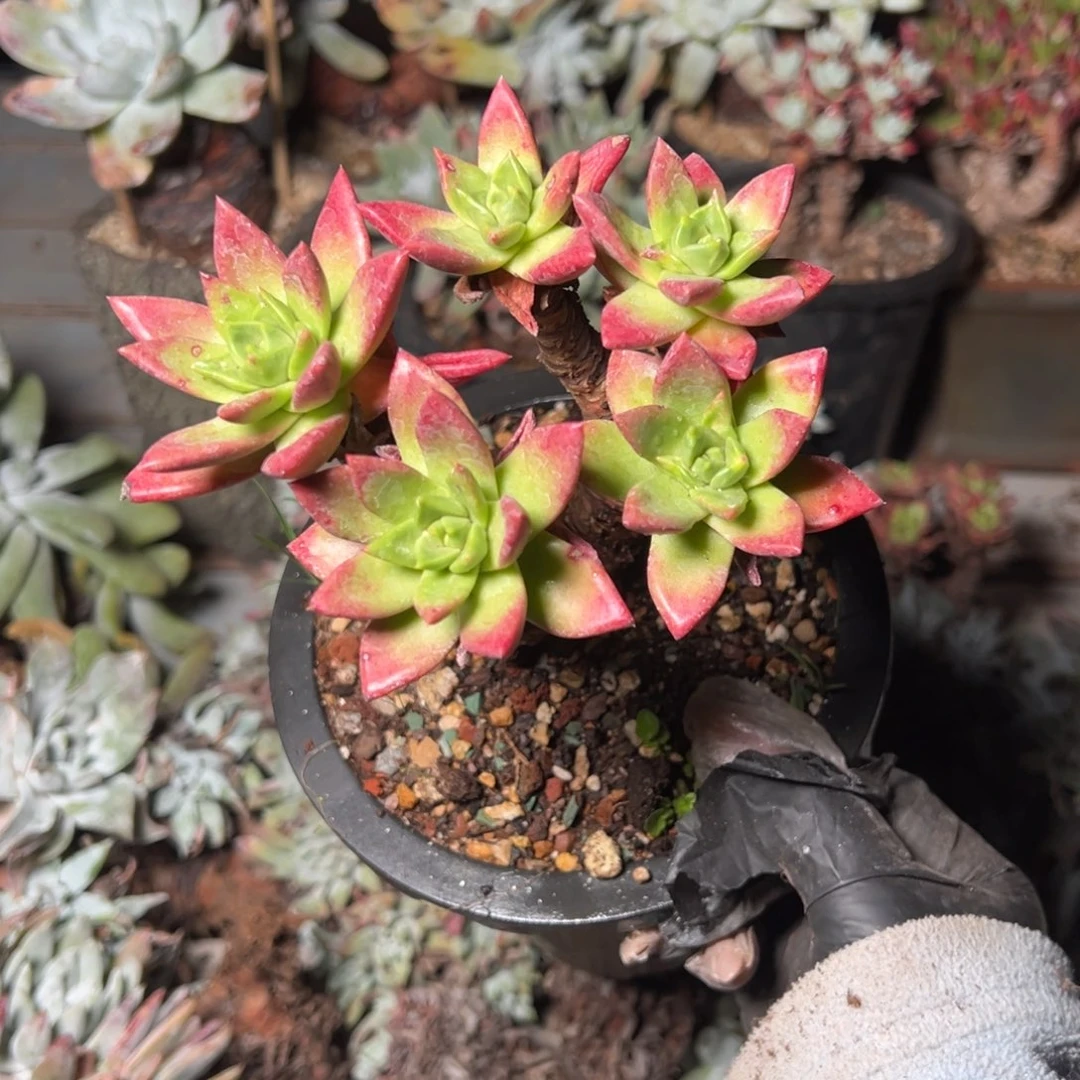 047哈哈哈哈哈哈哈哈