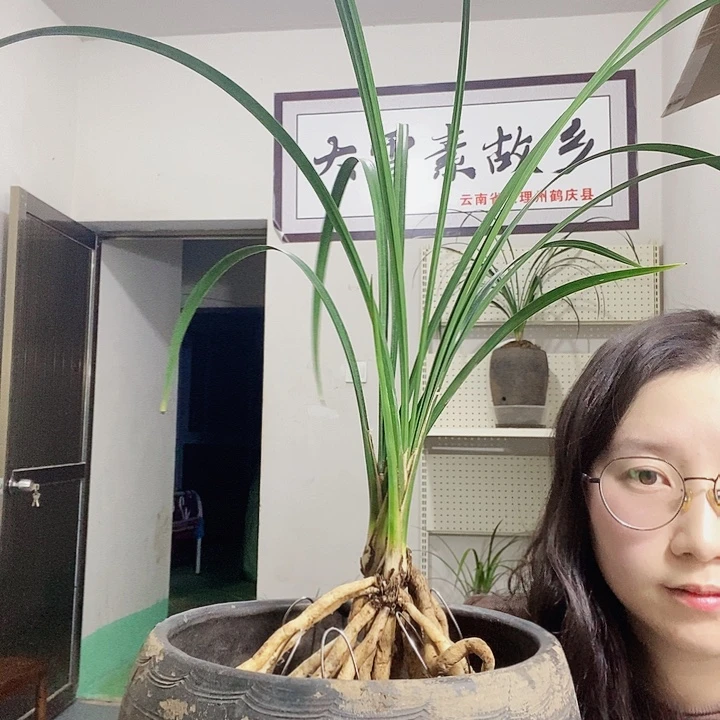 大部分花苞少量开放