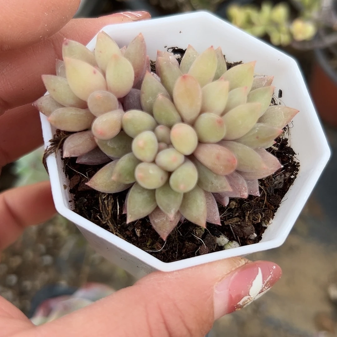 多肉植物多肉植物