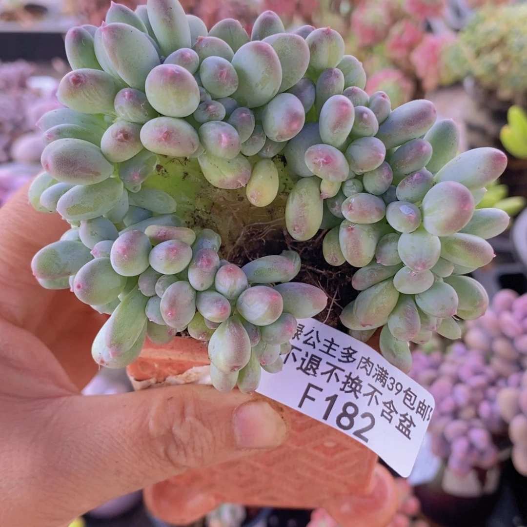 苹果缀8cm182多肉植物