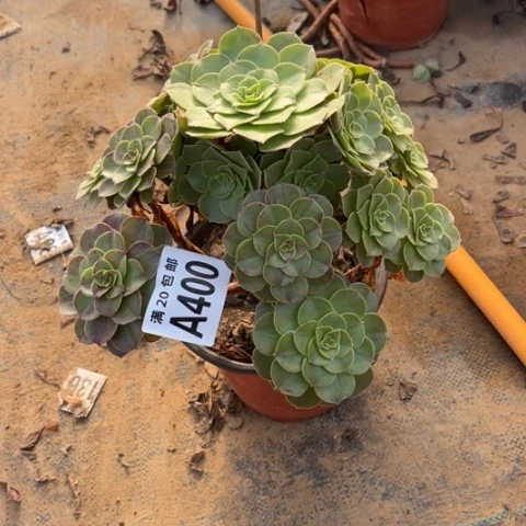 400花月夜不包断枝