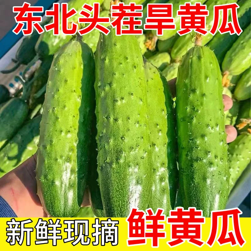现摘现发东北旱黄瓜水果蔬菜孕妇儿童旱黄瓜黑土地