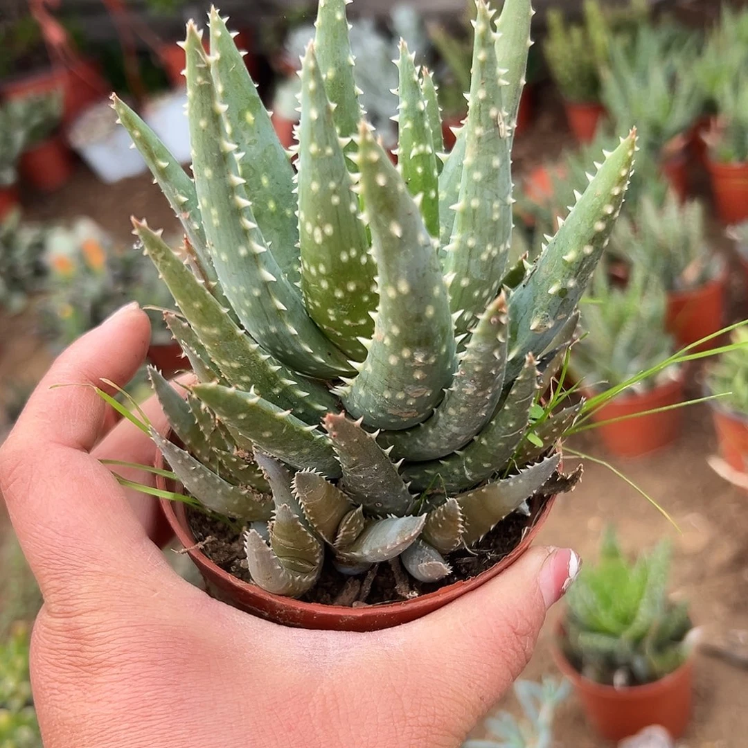 多肉植物多肉植物