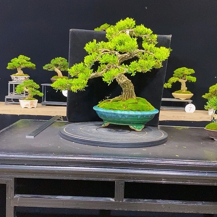 无花朵黄杨盆景四季常青不困呢