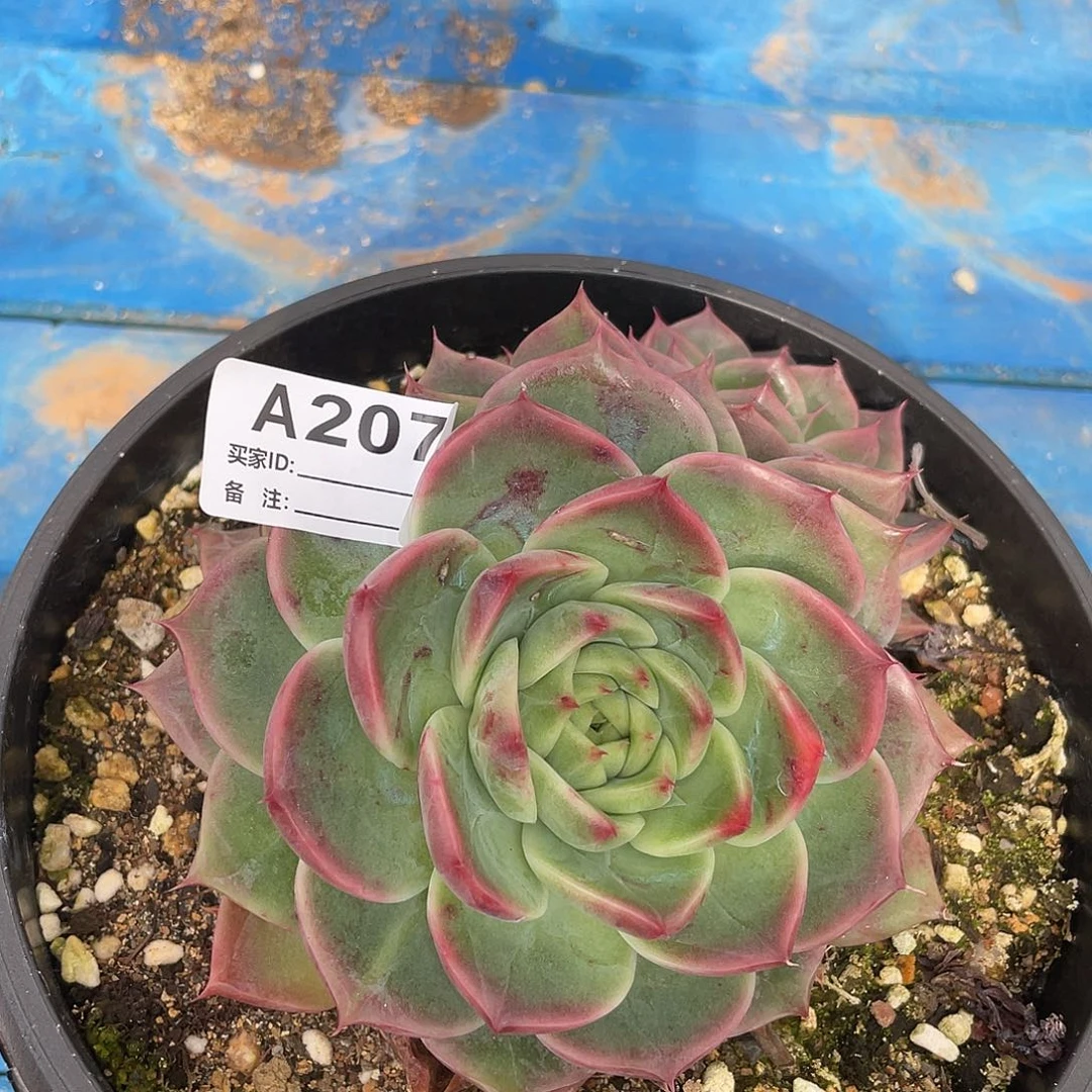 若如东云单拍A207