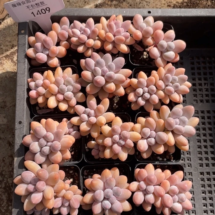 不包整散 盆子不售后1409