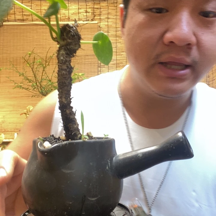 一物一拍所见即所得582