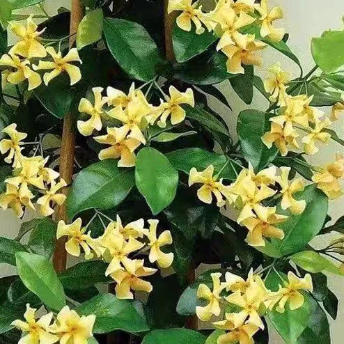 黄色风车茉莉花高度1.8米